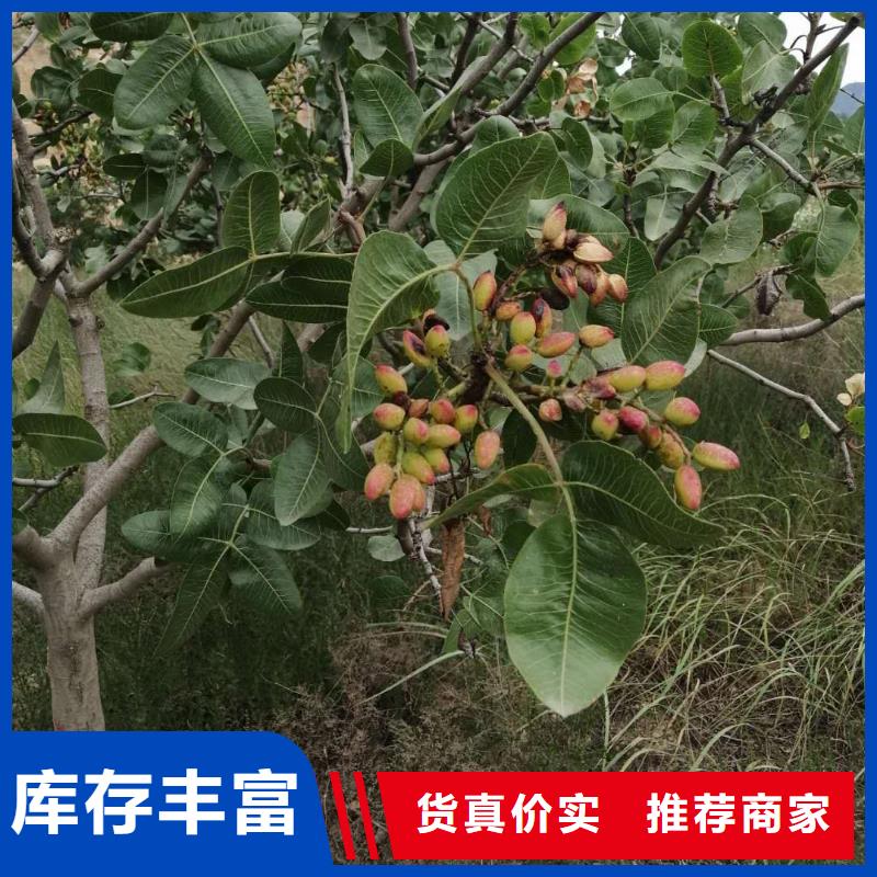 香港开心果蓝莓苗市场报价
