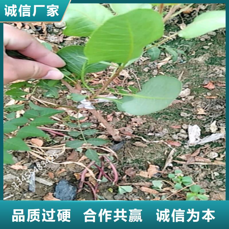 阿月浑子树苗种植管理技术专业品质