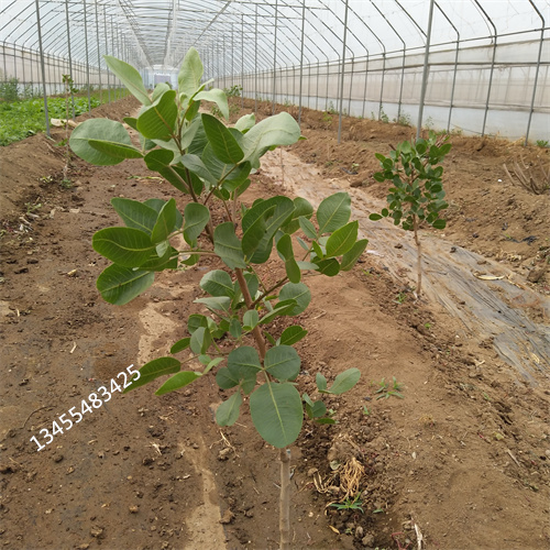 阿月浑子树苗种植技术打造行业品质
