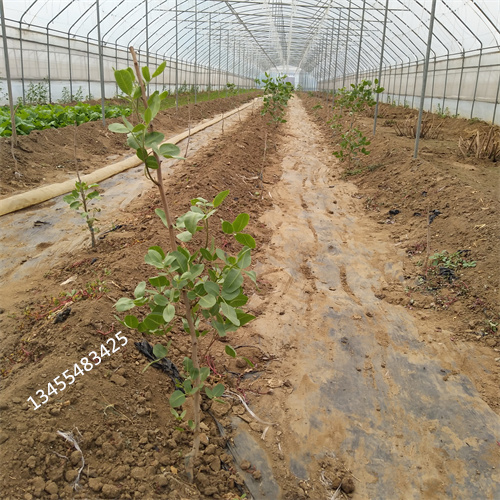阿月浑子树苗种植管理技术质检严格
