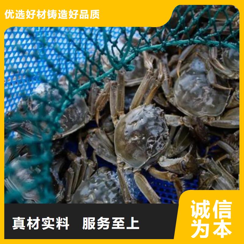 惠州超大闸蟹为您节省成本