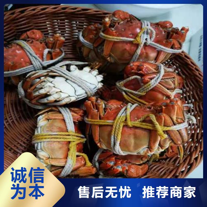 香港大闸蟹-大闸蟹货源充足