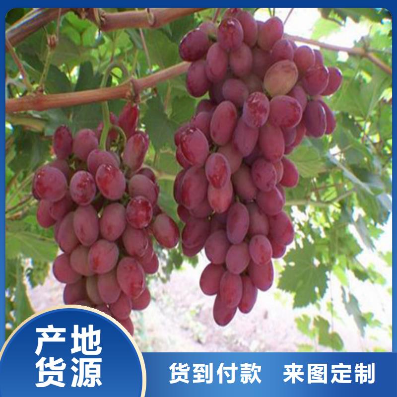 赤霞珠葡萄苗品质可靠出货及时