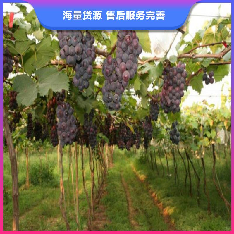 乐东县红宝石葡萄苗多种规格供您选择当地服务商