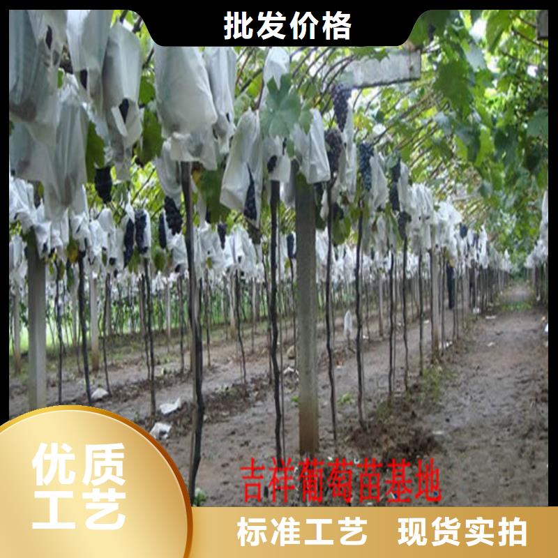 红提葡萄苗种植品种选择专业生产品质保证