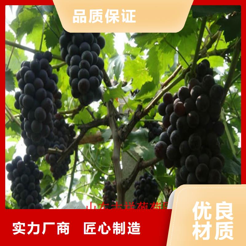 雄县酿酒品种葡萄苗培育好品质用的放心