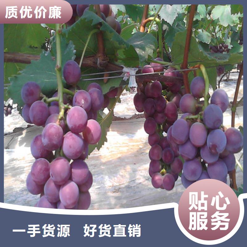 鹤壁专业销售玫瑰香葡萄苗质量有保证