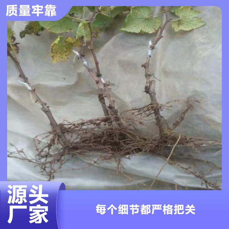 选购甜蜜蓝宝石葡萄苗找广祥农业科技有限公司当地生产商