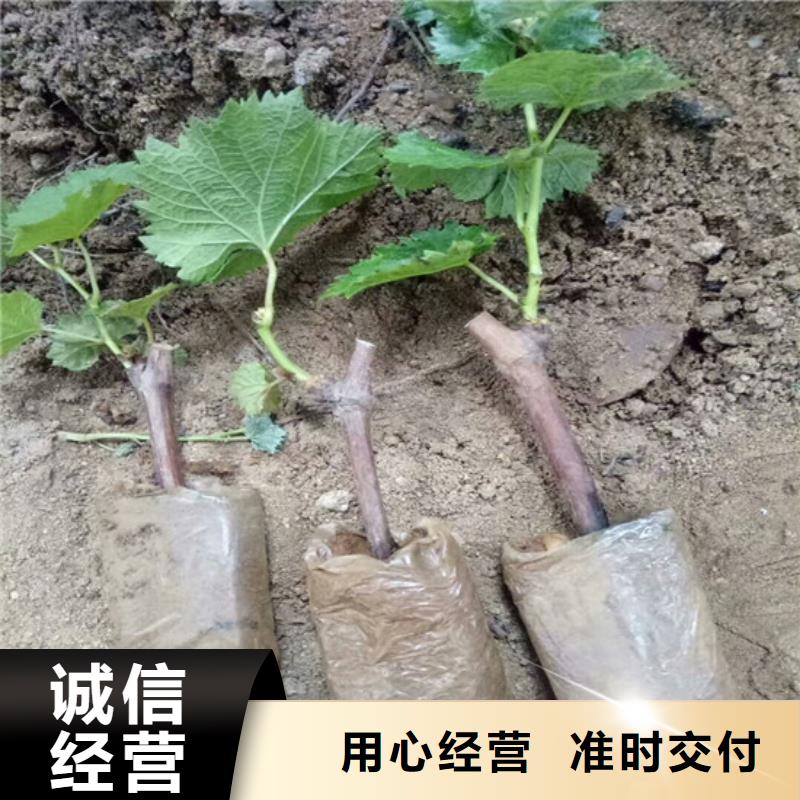 祁县扦插葡萄苗便宜价格当地生产厂家