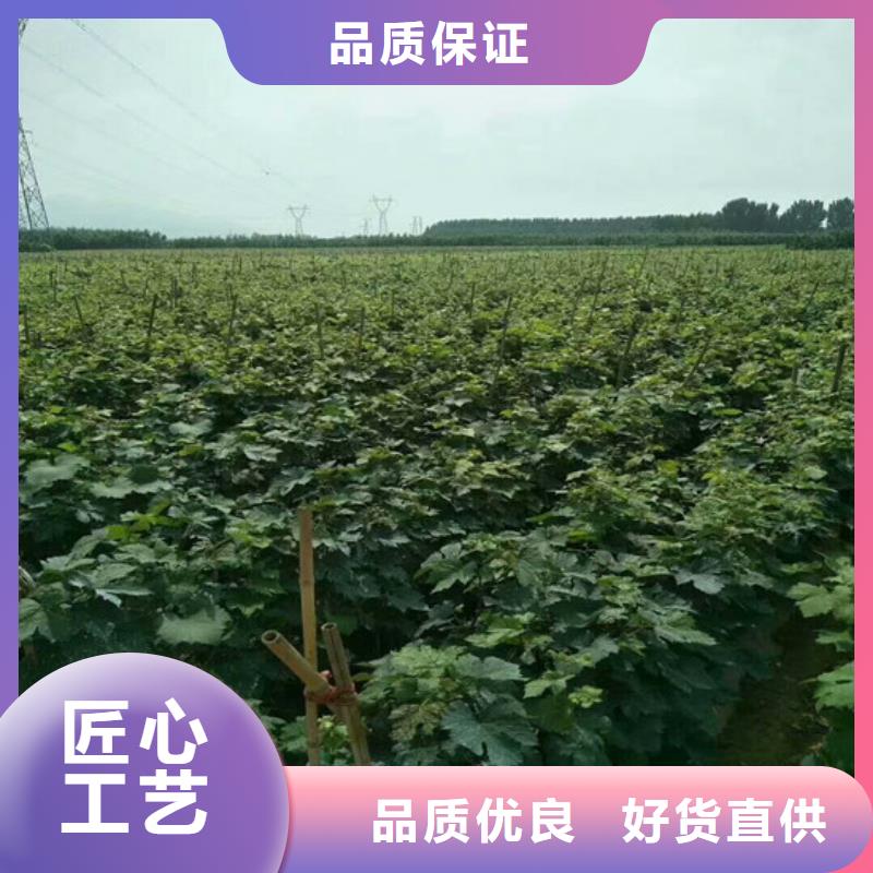 贵州无籽葡萄苗厂家直供