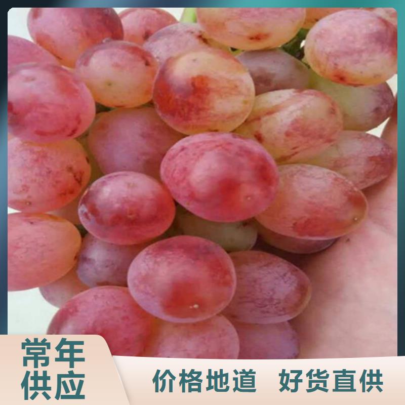 龙游中熟葡萄苗种植条件N年专注