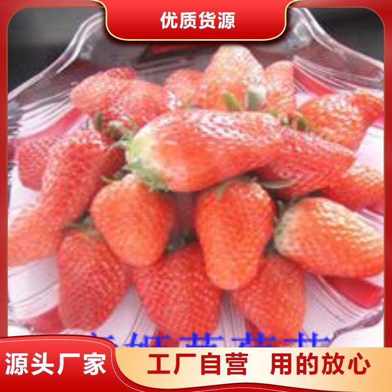 菠萝草莓苗价格美丽严格把控质量