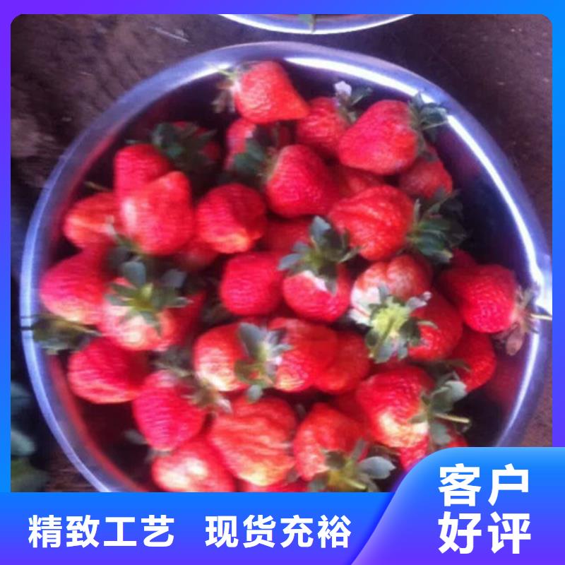 红颜草莓苗哪里有种植的24小时下单发货