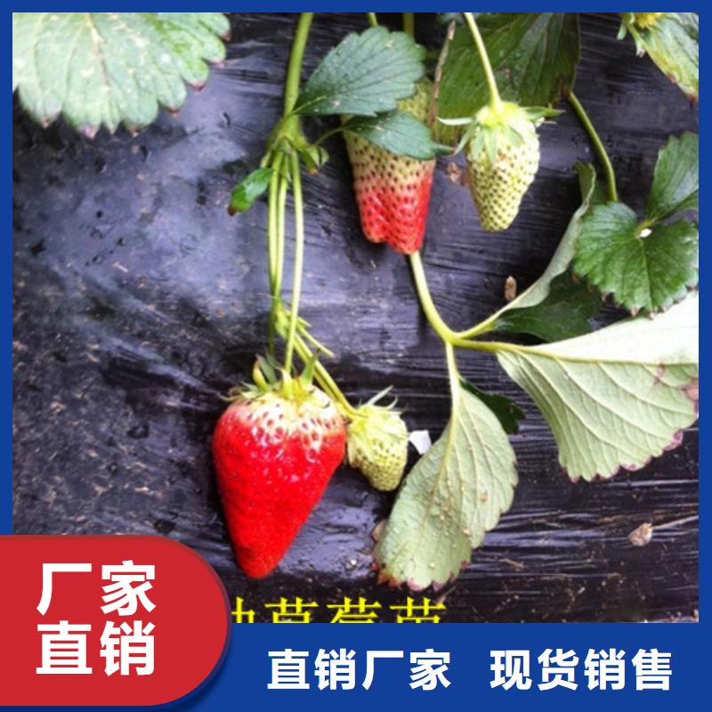 法兰地草莓苗高产丰收让利客户