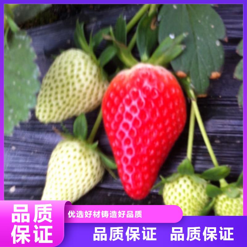 安图妙香7号草莓苗价格实惠定制批发