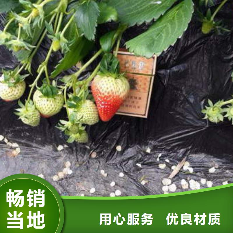 定制奶油草莓苗的生产厂家当地货源