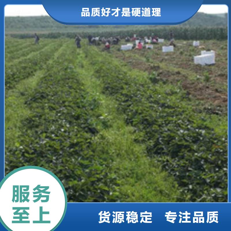 草莓苗低价批发优质货源