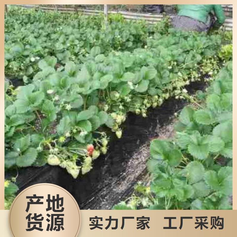 选购章姬草莓苗认准广祥农业科技有限公司厂家直营