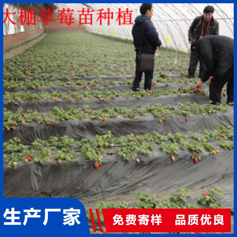 基地批发奶油草莓苗，奶油草莓苗高产丰收实力工厂