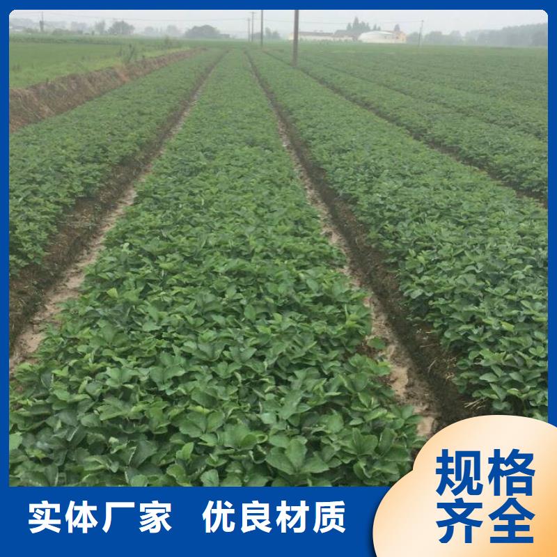 庐阳二年生白草莓苗，白草莓苗栽植密度本地生产厂家