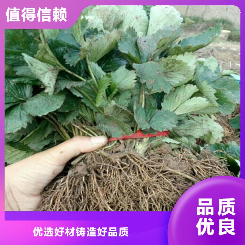 2024质优价廉#隋珠草莓苗制造商#来图定制附近厂家