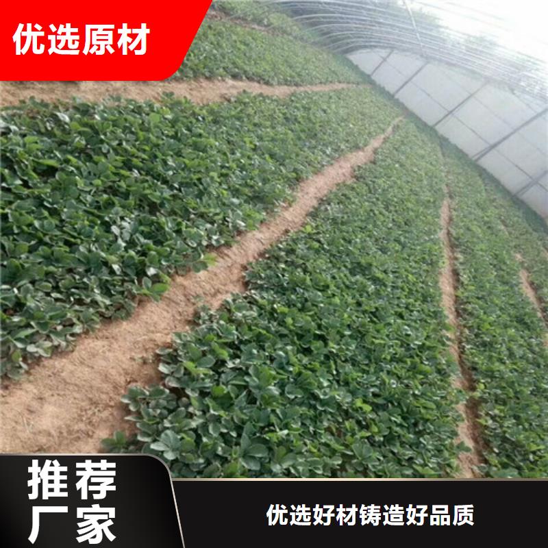 四季草莓苗价格多少附近生产商