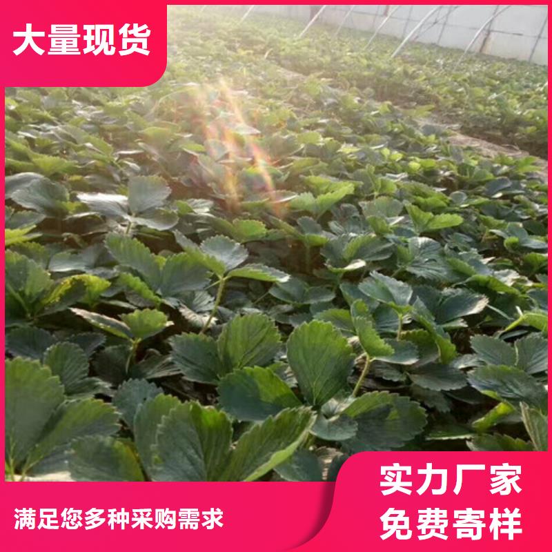 甘肃省二代草莓苗品种选择