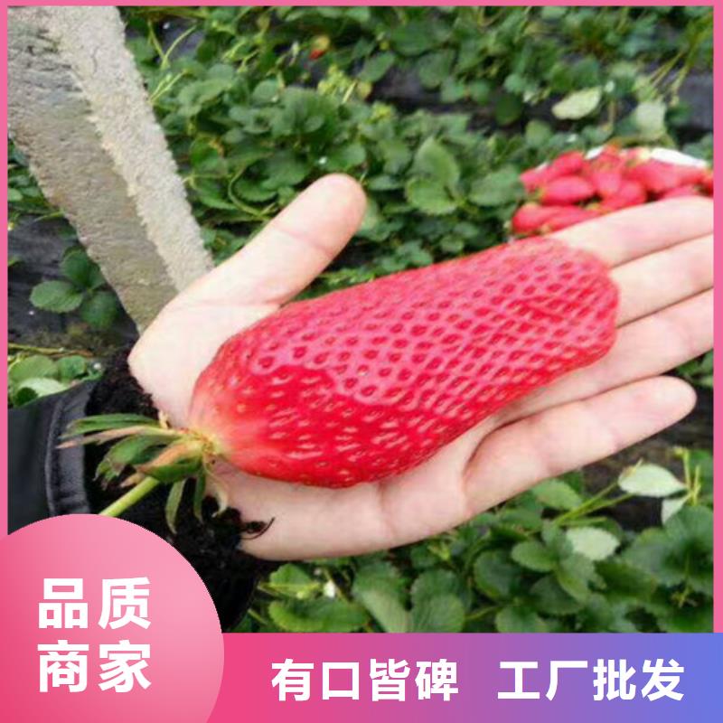 河源妙香草莓苗放心选择