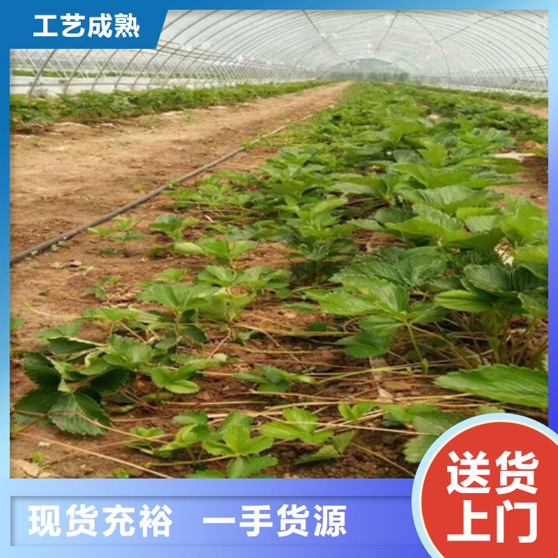 龙湖一年生宁玉草莓苗，宁玉草莓苗耐储存品种厂家直销省心省钱