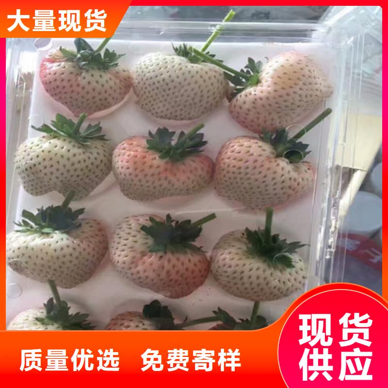 【草莓苗】桃树苗基地质量优选生产加工