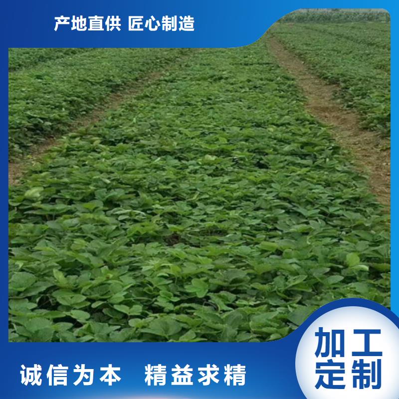 鄢陵章姬草莓苗种植地区本地货源