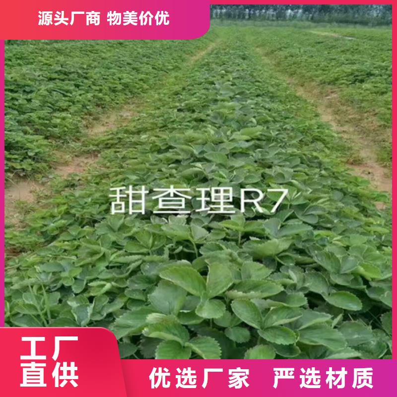 湘东供应红99草莓苗，红99草莓苗基地批发现货