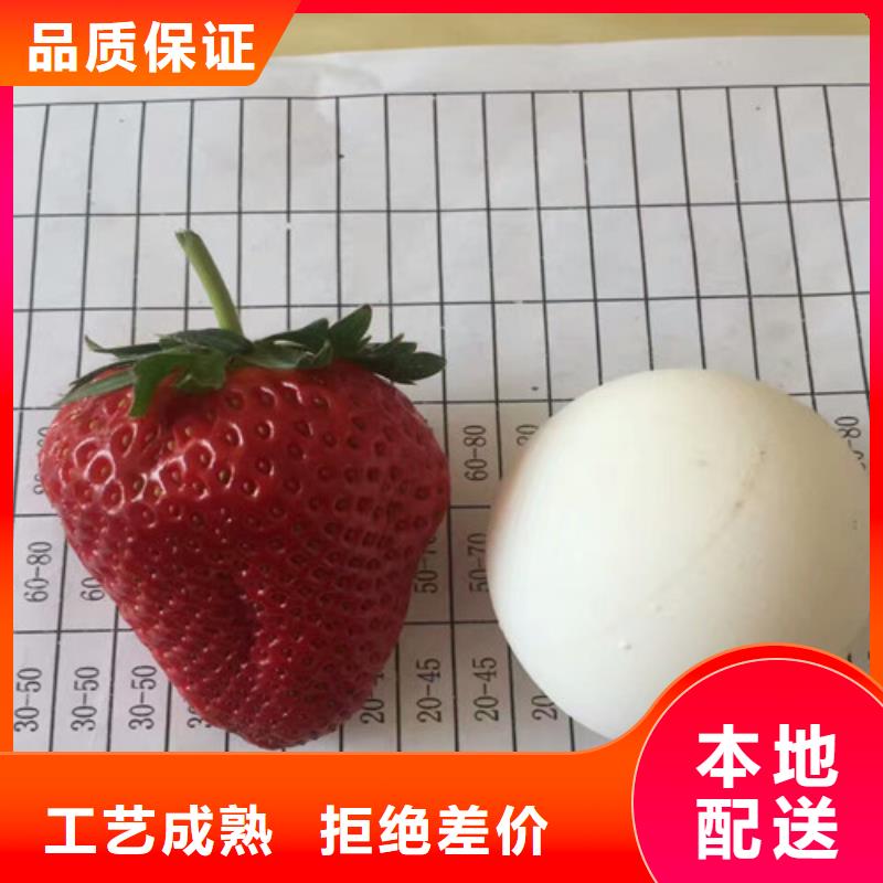 ​白草莓苗实体厂家成本低细节展示
