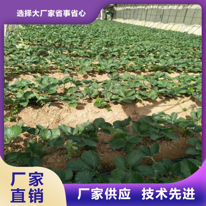 普宁红99草莓苗栽植密度实力商家供货稳定