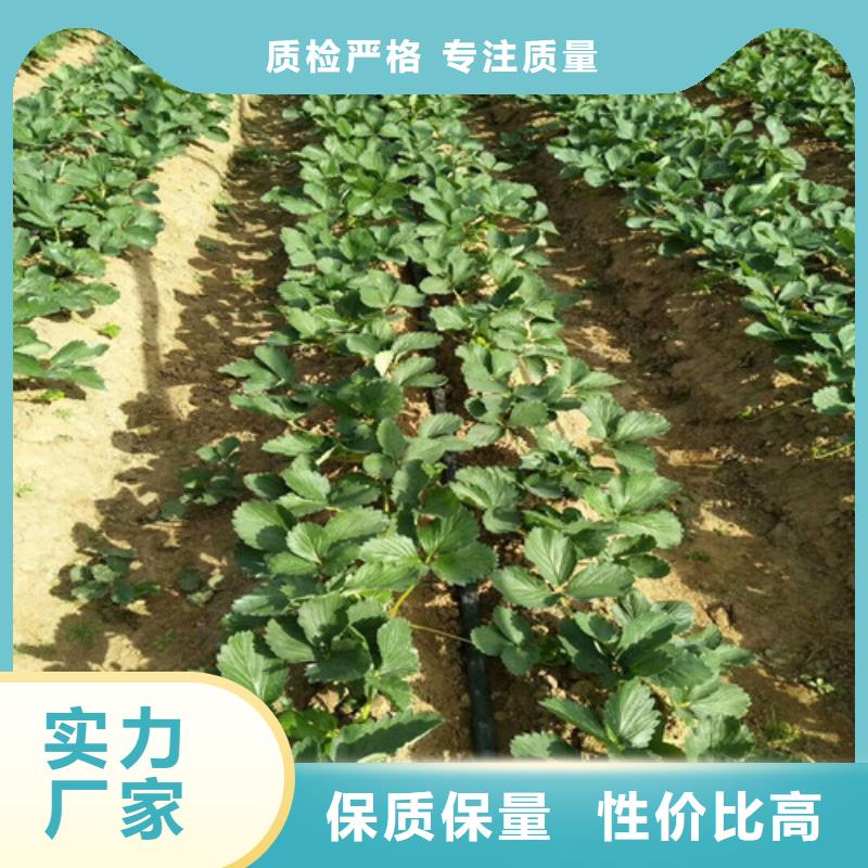 卢氏妙香7号草莓苗价格多少为品质而生产