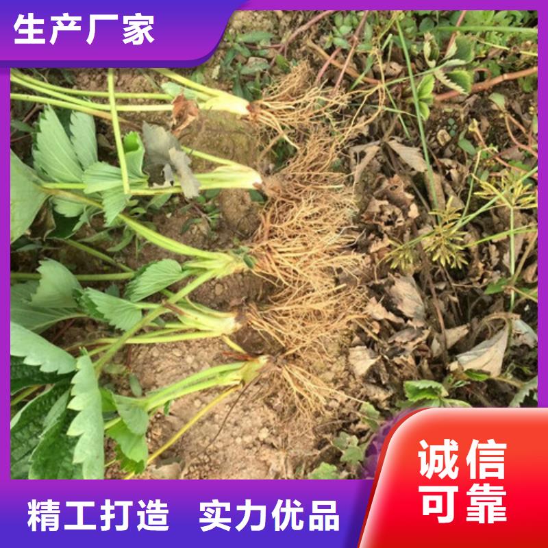 乐东县白草莓苗种植条件