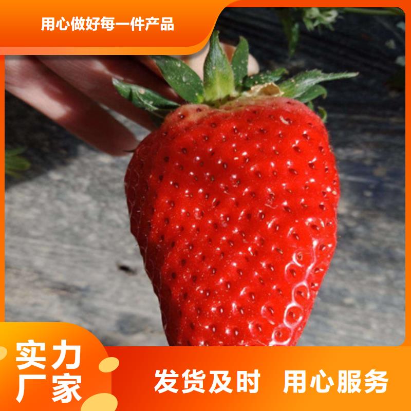 草莓种苗一站式厂家