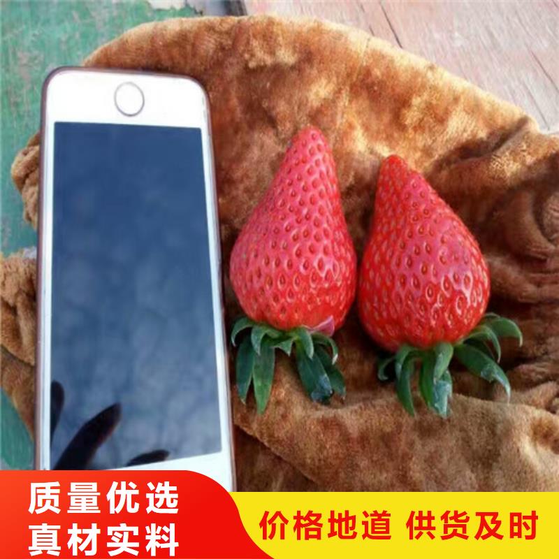 广州市法兰地草莓苗批发价格