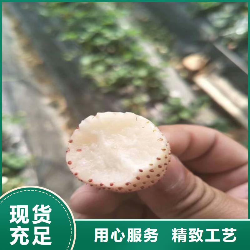 沙溪镇宁玉草莓苗工厂直销厂家新品