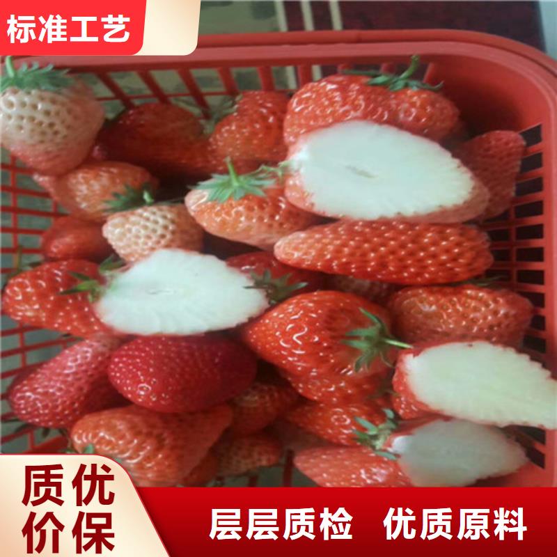 常年供应法兰地草莓苗-放心自有生产工厂