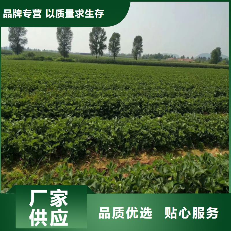 五寨圣诞红草莓苗推荐专业生产N年