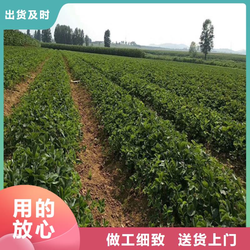 甘肃省法兰地草莓苗多少钱一棵