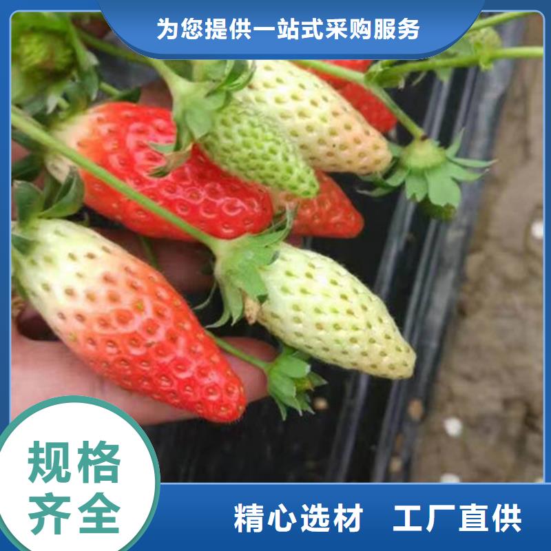 四季草莓苗价格同城生产厂家