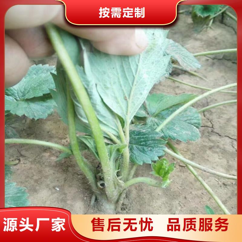 维吾尔自治区法兰地草莓苗品种选择联系厂家