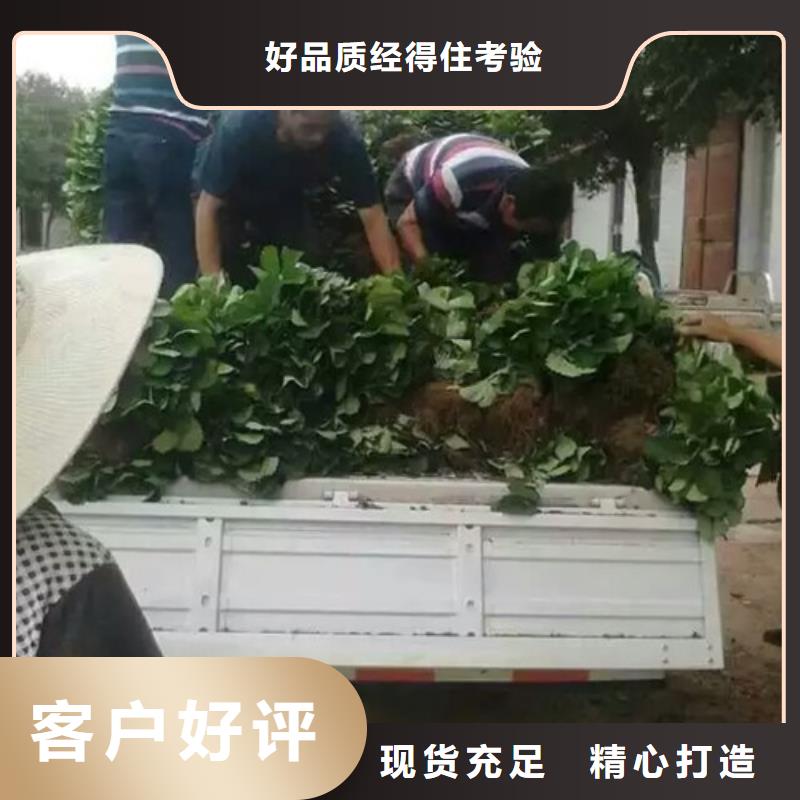 云南省丰香草莓苗低价批发