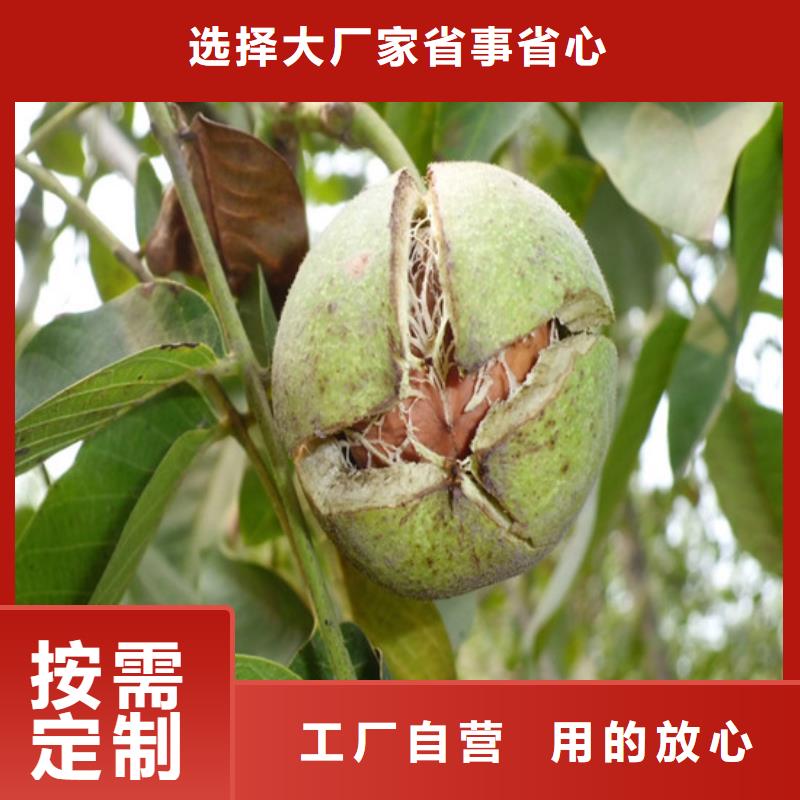 杭州【核桃苗】草莓苗价格推荐商家