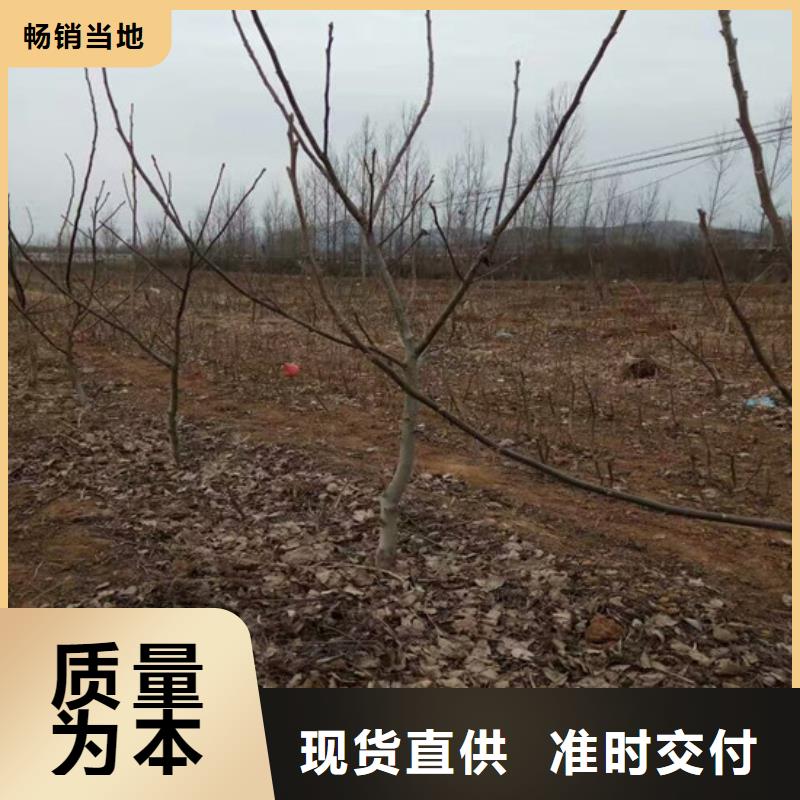 上海核桃苗,草莓苗价格资质认证