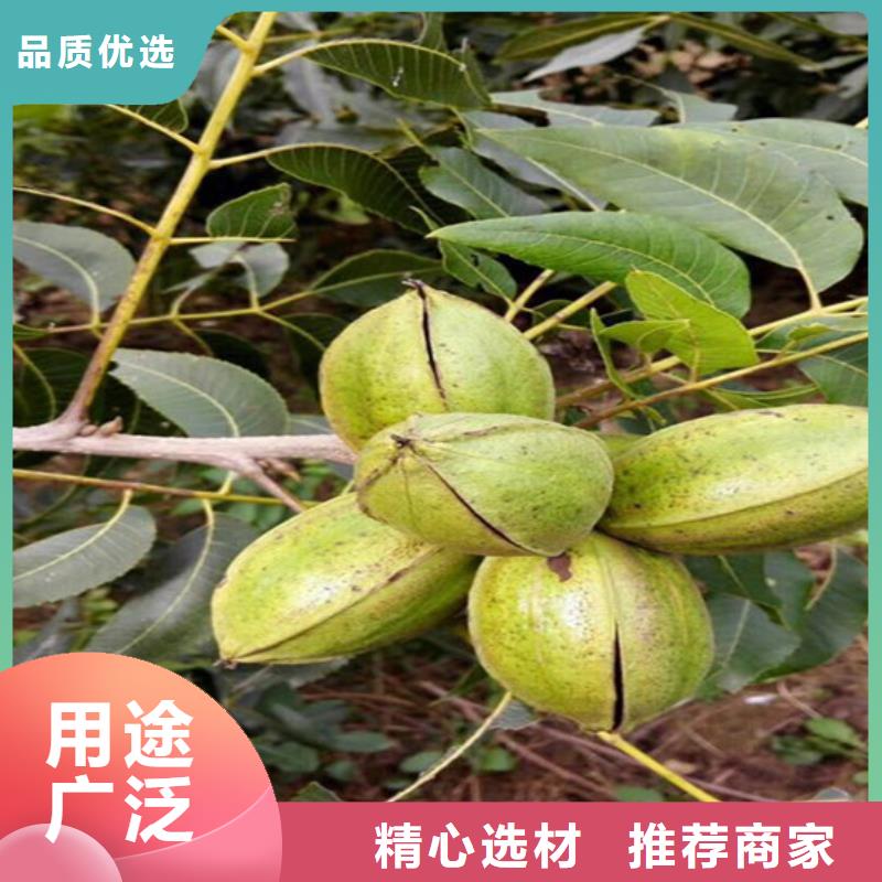 台湾核桃苗,大棚草莓苗产品细节参数