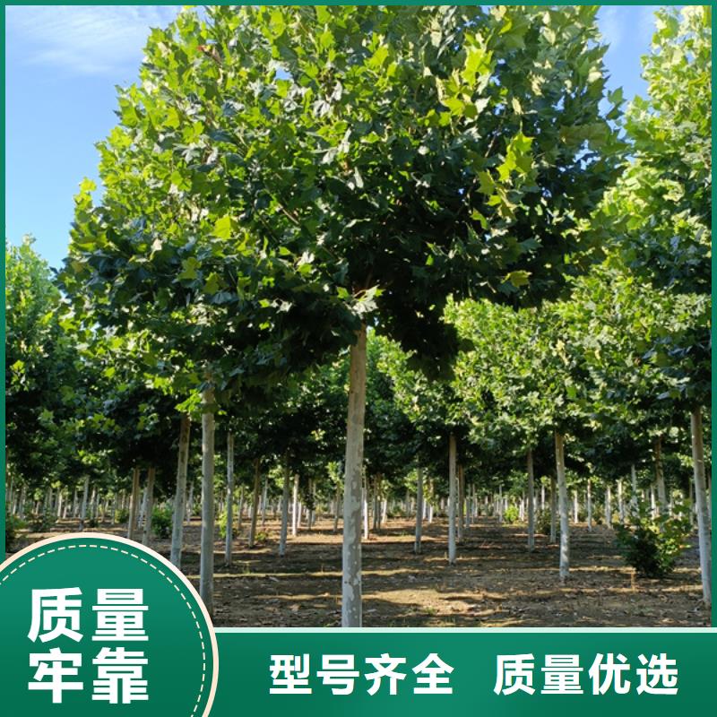 法桐树12公分价格种植基地法桐本地制造商