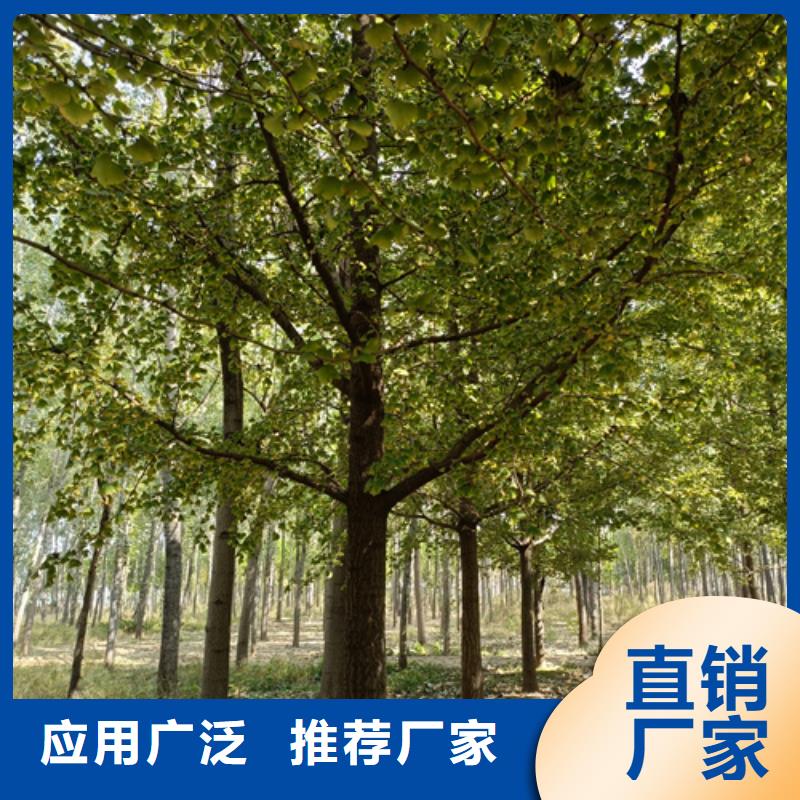 法桐价格种植基地绿化乔木真材实料加工定制